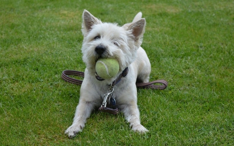 Un chien heureux avec ses balles de tennis